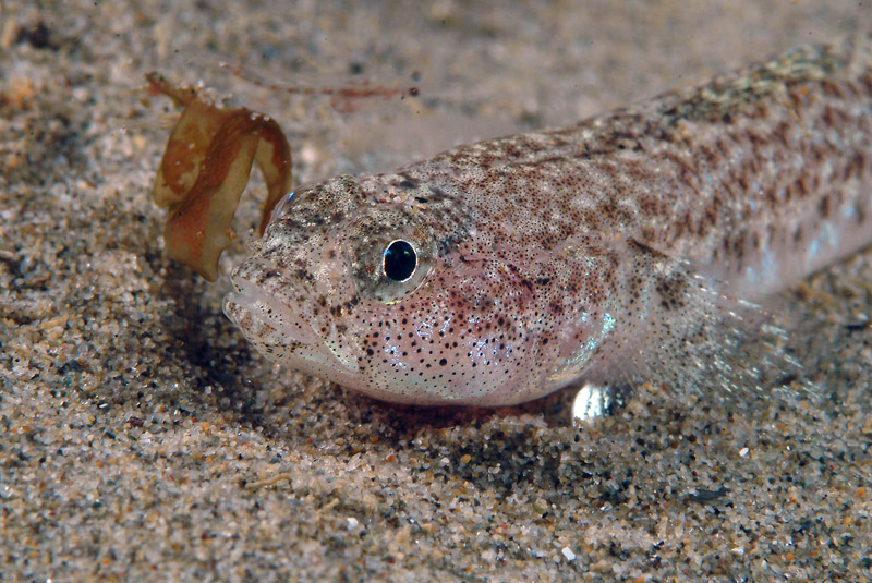 Pomatoschistus marmoratus